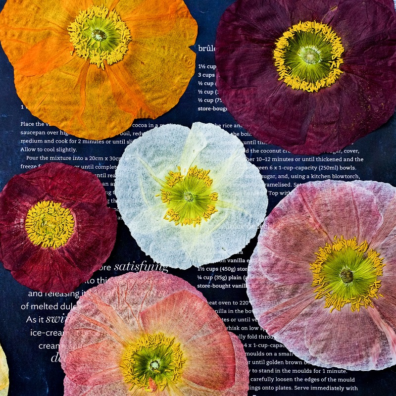Art And Craft Nature - 1 Stück, Natur-Mohnblumen Getrocknete Blumen für
