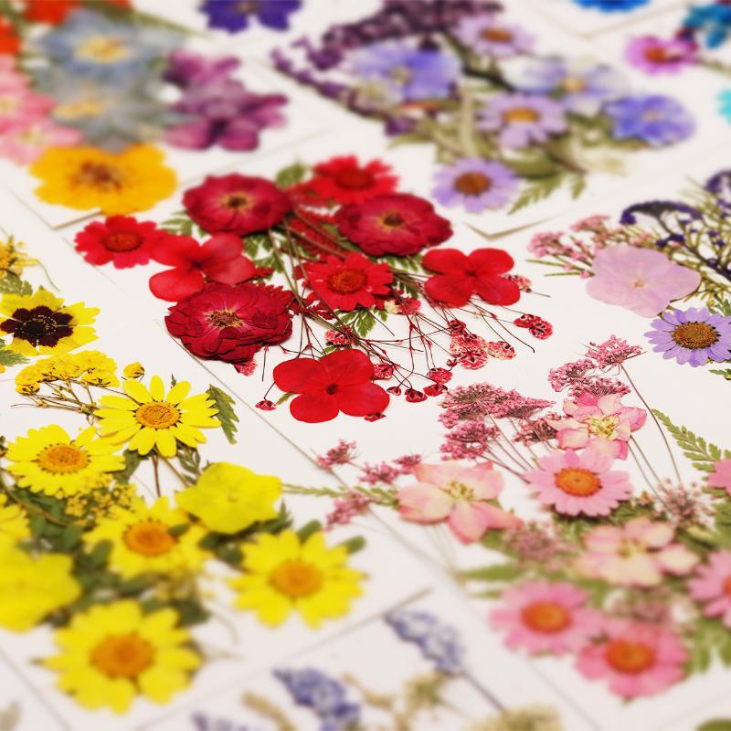 Art And Craft Nature - Echte Natürliche Gepresste Getrocknete Pflanzenblumen DIY-Bastelmaterialien