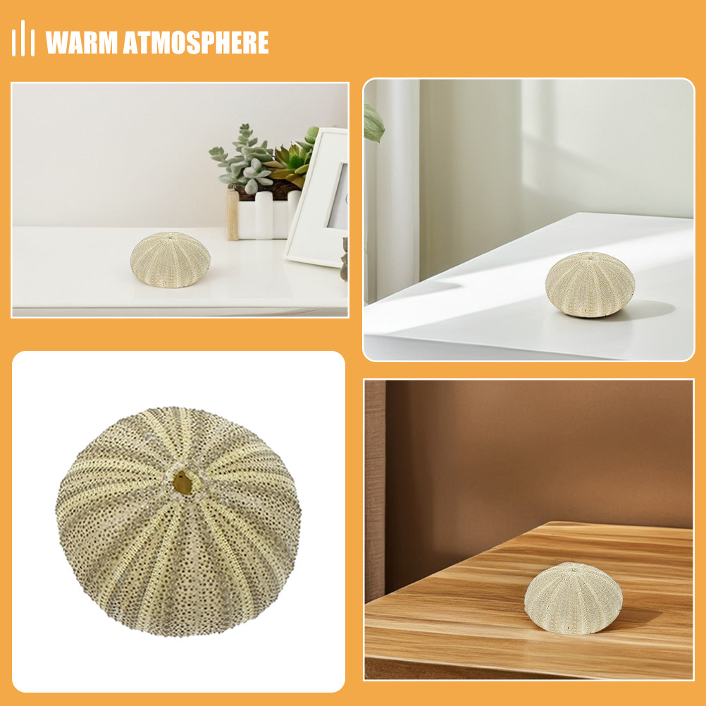 18 Stück Seeigel-Muscheln als  – Art Craft Vase Bewertung und Preis