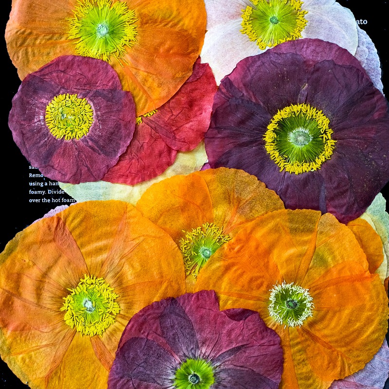 1 Stück, Natur-Mohnblumen Getr – Art And Craft Nature Bewertung und Preis