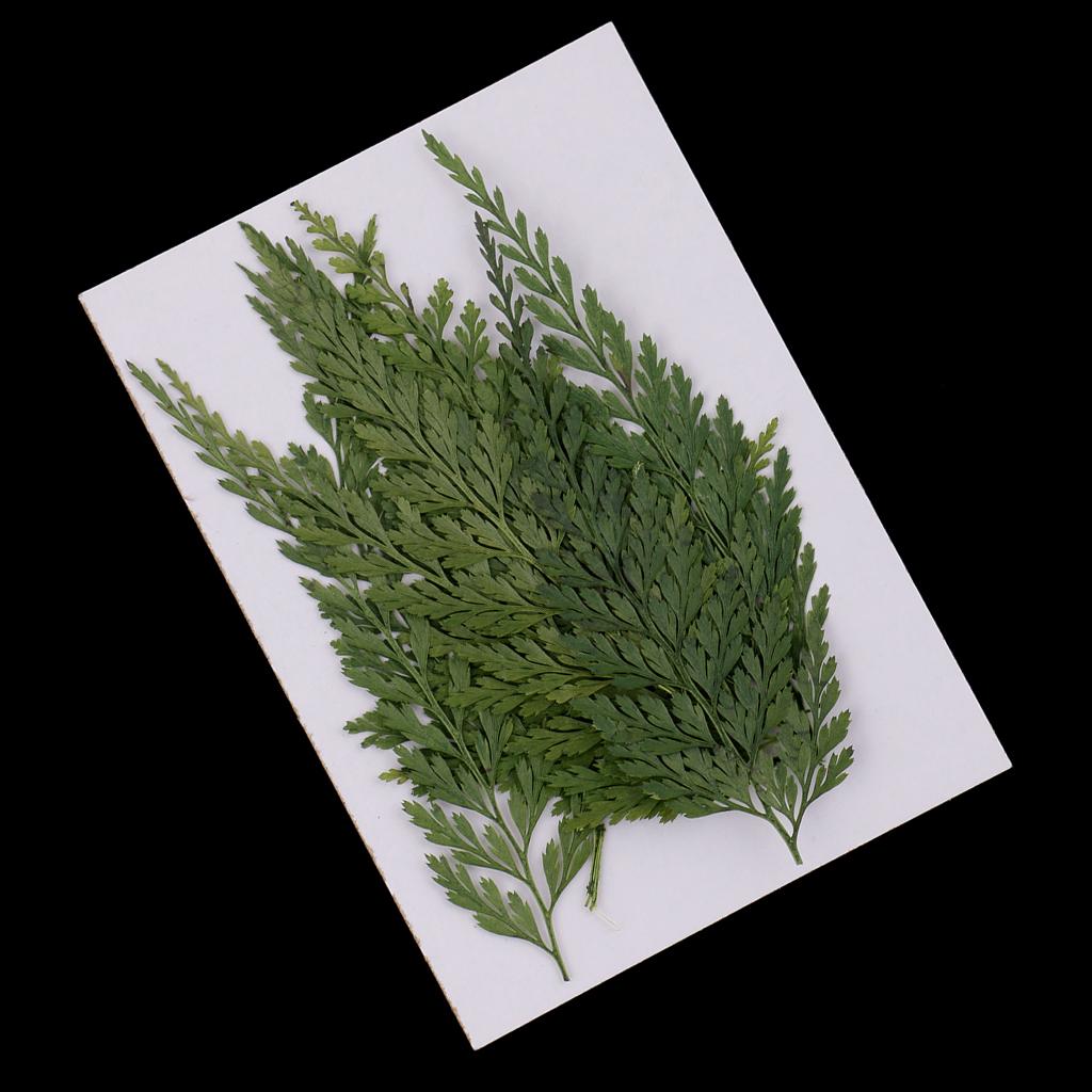 Natürliche Getrocknete Blumen  – Art And Craft Nature Bewertung und Preis